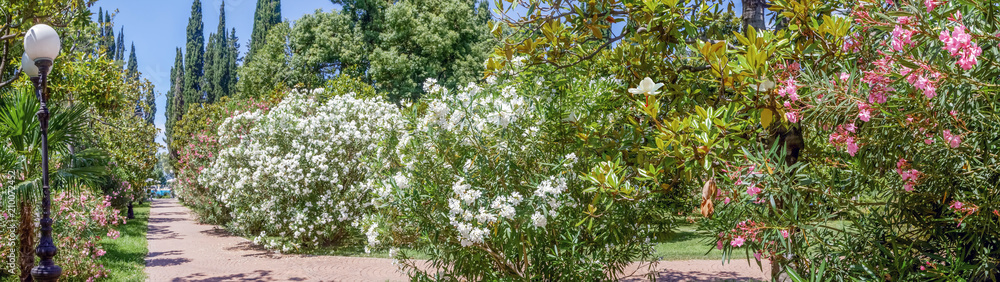 Blooming oleander in the park of Sochi. Russia. Blooming oleander in the park of Sochi. Russia.