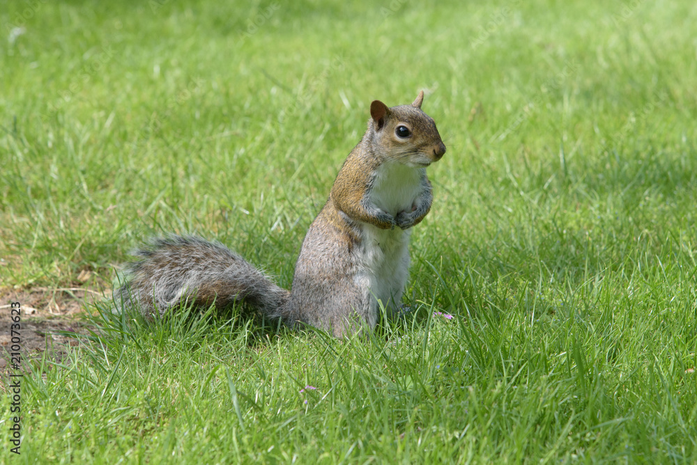 Grey Squirrel standing looking at angle Grey Squirrel standing looking at angle