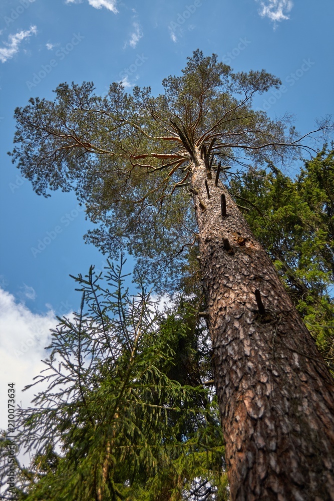 Fototapeta premium pine and sky