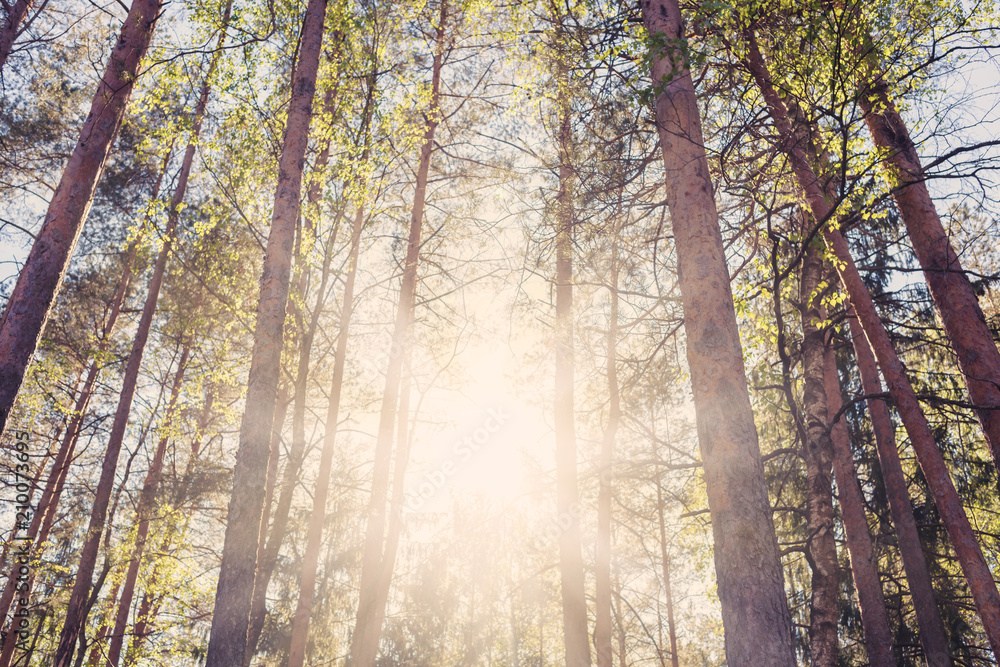 Obraz premium Green trees, forest, background, toned.