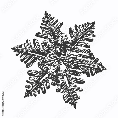 This vector illustration based on macro photo of real snowflake: large stellar dendrite snow crystal with fine hexagonal symmetry, complex ornate shape and six long, elegant arms with side branches.
