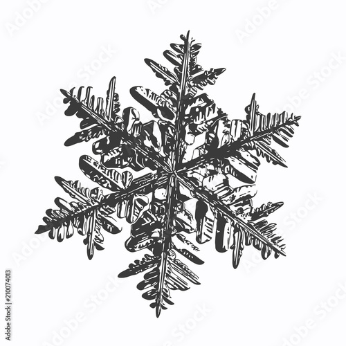 Snowflake on white background. This vector illustration based on macro photo of real snow crystal: complex stellar dendrite with fine hexagonal symmetry, ornate shape and six thin, elegant arms.