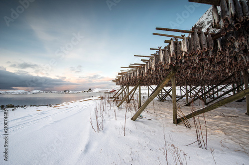 Producing stockfish from cod, Lofoten