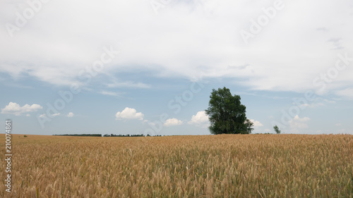 Field with wheat