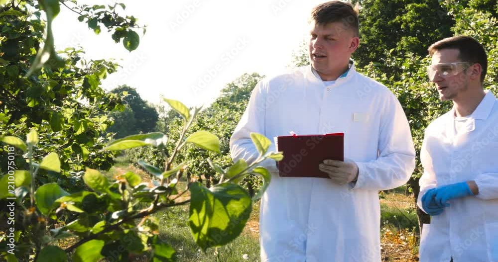 Two young agronomists or a biologist, working on the apple tree, write tests in a notebook, in white coats, rubber gloves, dna, goggles, leaf tests, a background of nature and greens. Two young agronomists or a biologist, working on the apple tree, write tests in a notebook, in white coats, rubber gloves, dna, goggles, leaf tests, a background of nature and greens.