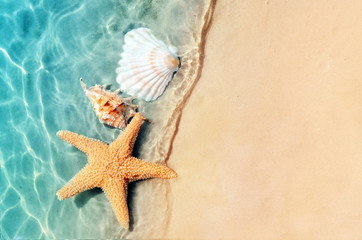 starfish and seashell on the summer beach in sea water.