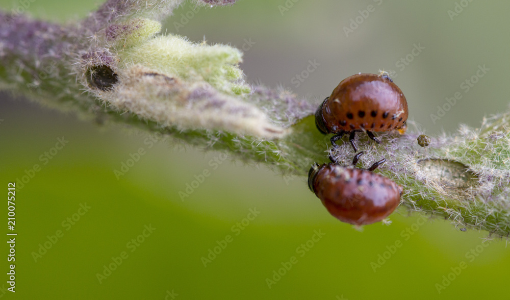 Colorado beetle's larva feeding on the potato leaf Colorado beetle's larva feeding on the potato leaf