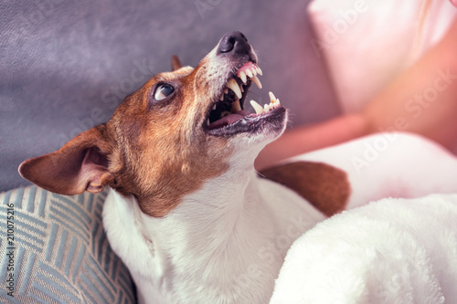 Dog Jack Russell Terrier grins in response to the threat from the man.