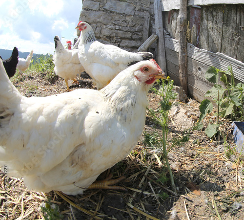 white hen in the henhouse photo