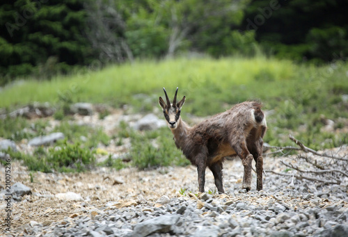 young chamois in the mountains in summer