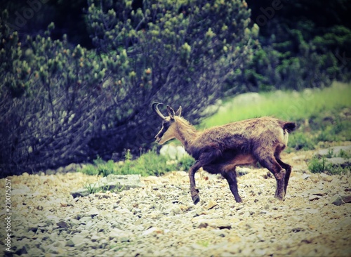 young chamois in the mountains with vintage effect © ChiccoDodiFC