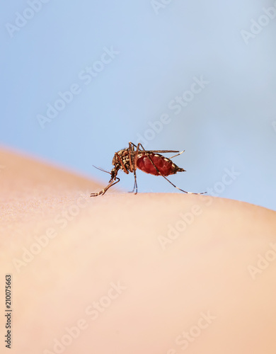 nasty and dangerous insect mosquito greedily dug into the skin and sucking bl...