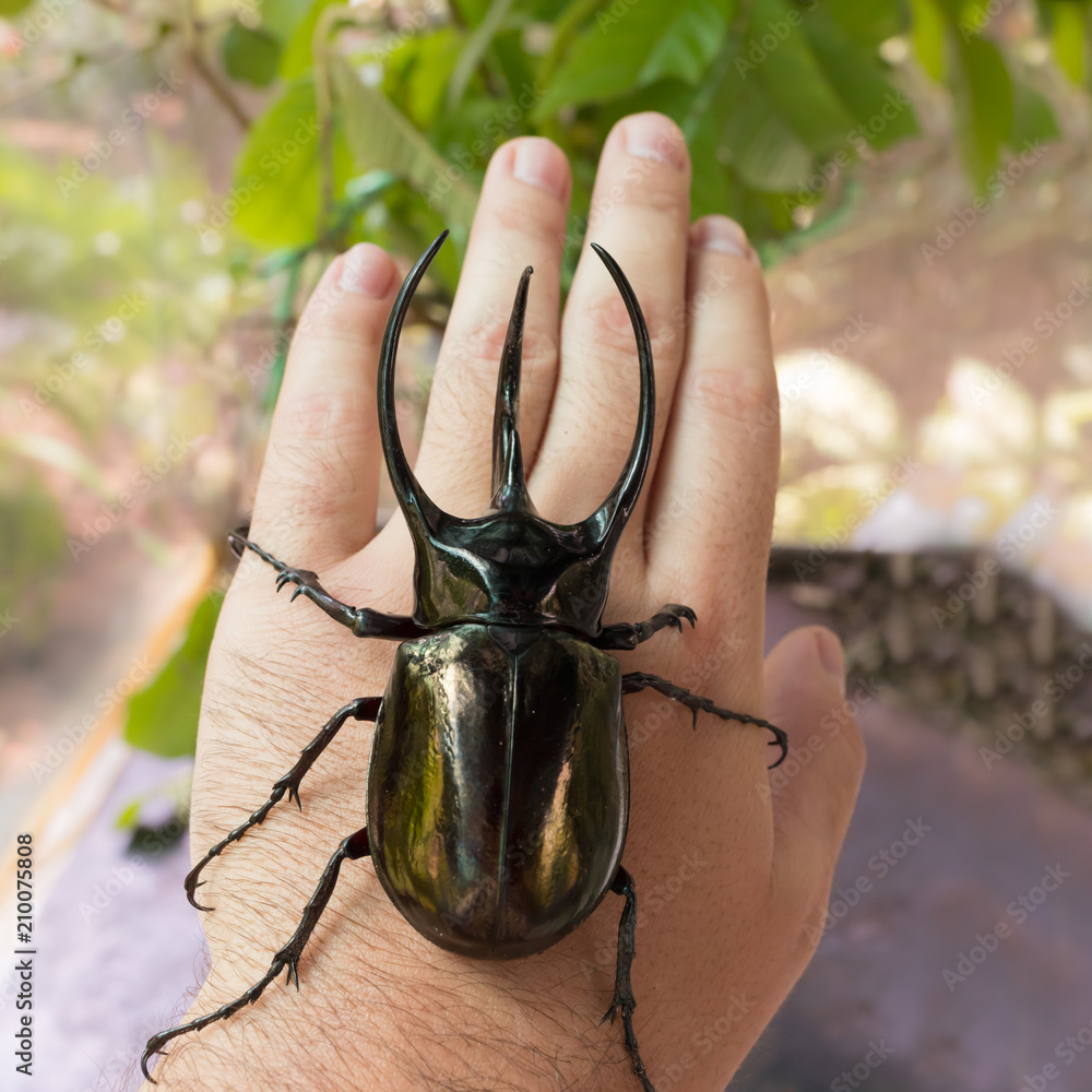 Giant Rhinoceros Beetle