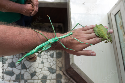 Achrioptera fallax and beetle Listotel on male hand