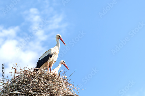 A couple of storks in a nest on a pole look in the same direction, clouds around.