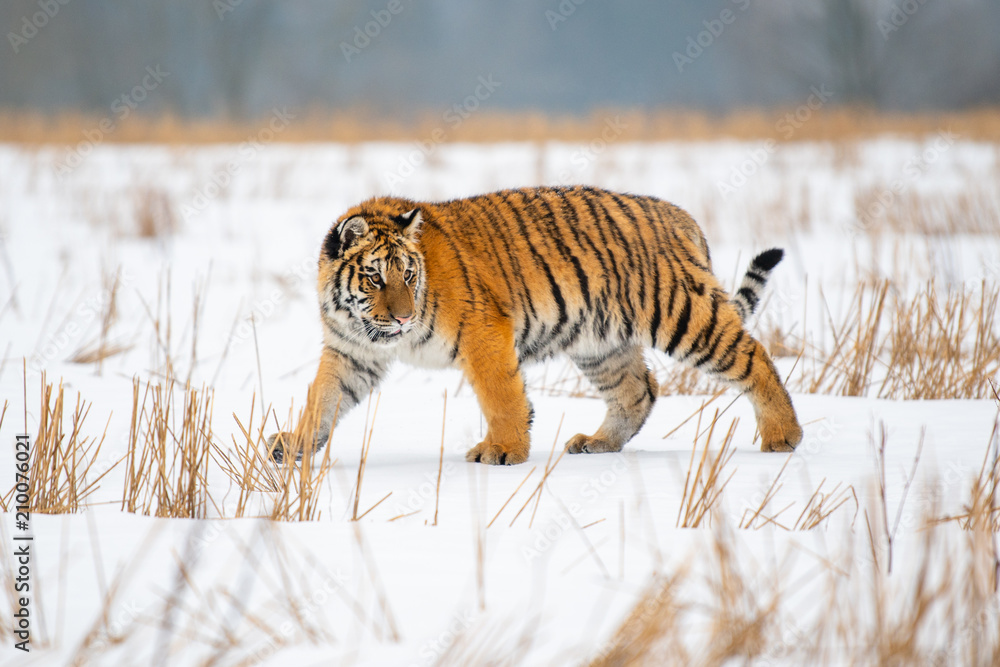 Obraz premium Siberian Tiger in the snow (Panthera tigris)