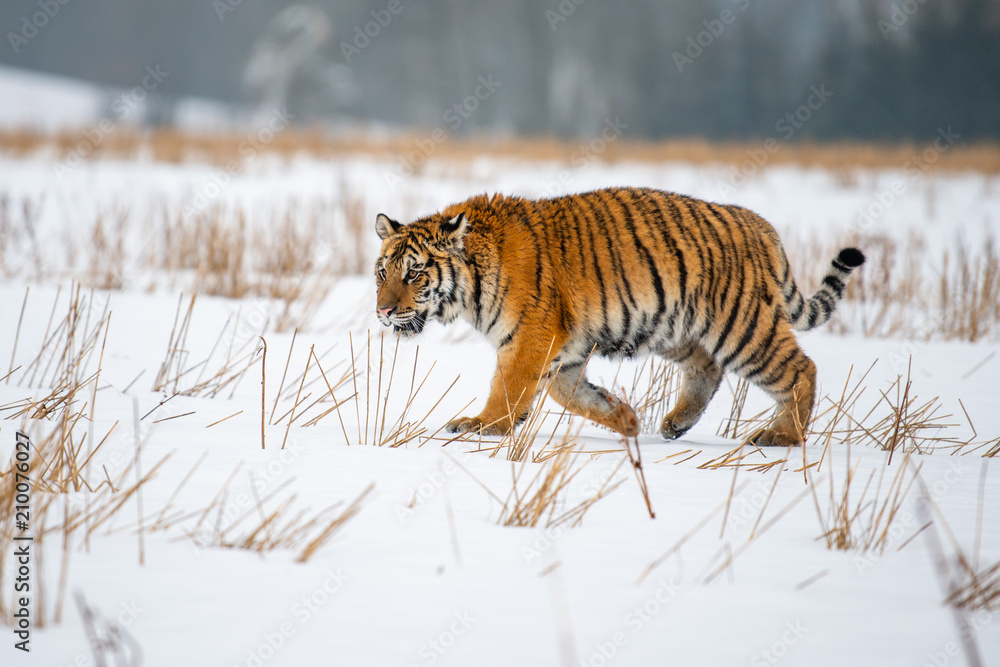 Obraz premium Siberian Tiger in the snow (Panthera tigris)