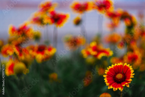 Orange flowers in botanique garden on blurred background © Alexs