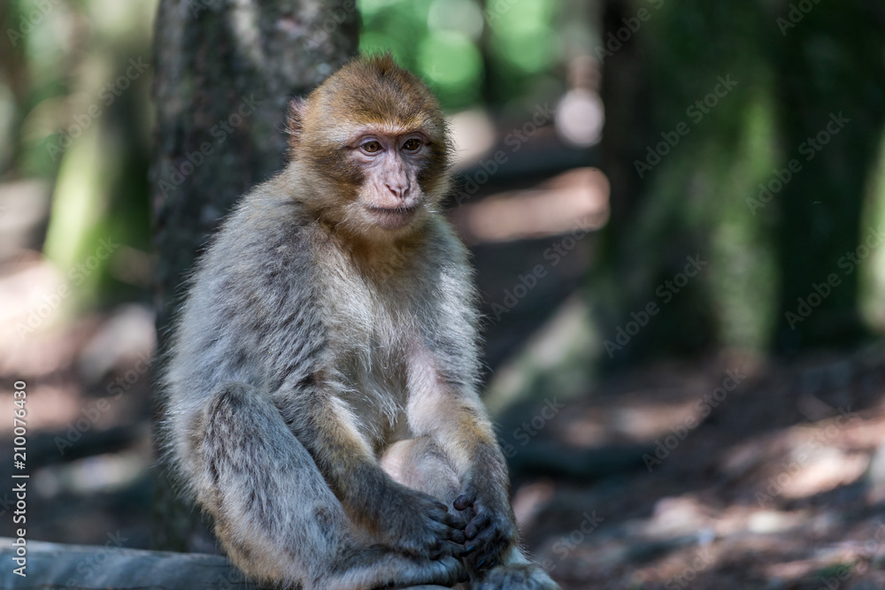 Obraz premium Nachdenklich