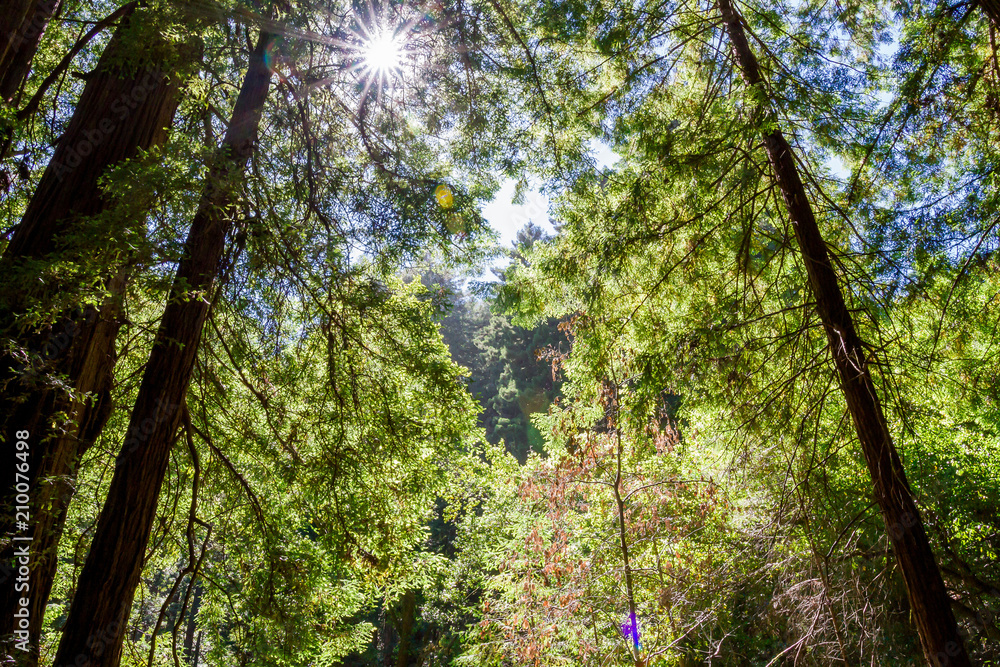 Obraz premium Tall Trees
