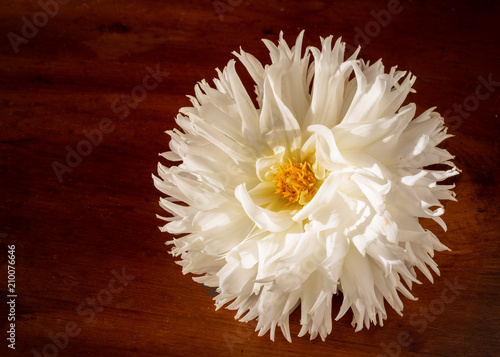 Fototapeta Naklejka Na Ścianę i Meble -  Fluffy white dahlia on a wooden background.