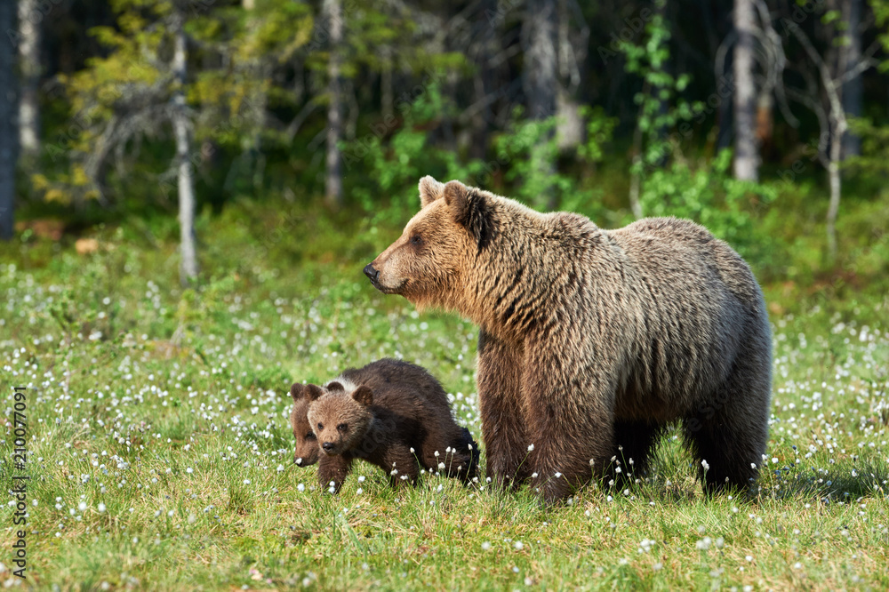 Fototapeta Matka niedźwiedź brunatny (Ursus arctos) i jej młode