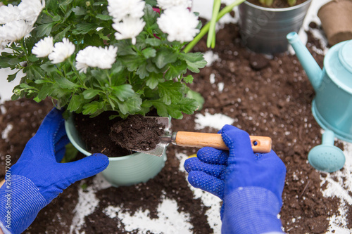 Picture on top of man's hands in blue gloves transplanting flower