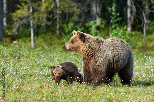 Fototapeta Matka niedźwiedź brunatny (Ursus arctos) i jej młode