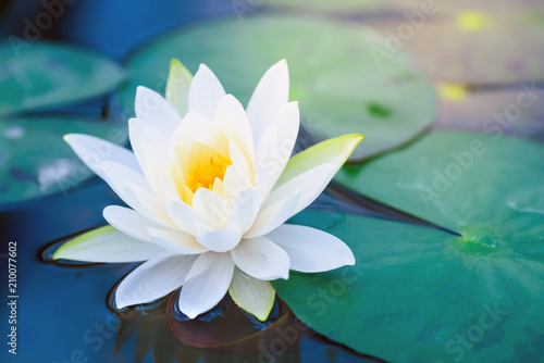 Fototapeta beautiful White Lotus Flower with green leaf in in pond