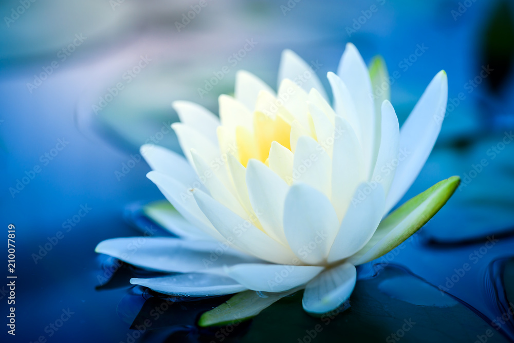 beautiful White Lotus Flower with green leaf in in pond - obrazy, fototapety, plakaty 