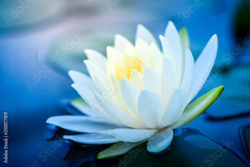 beautiful White Lotus Flower with green leaf in in pond