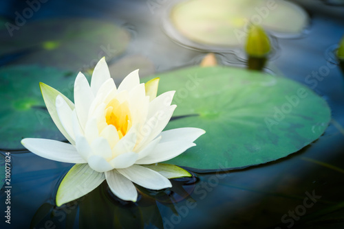 beautiful White Lotus Flower with green leaf in in pond