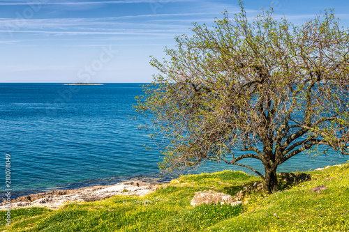 Green lagoon sea bay in Porec  a tree in foreground  Croatia - Istria  Europe.
