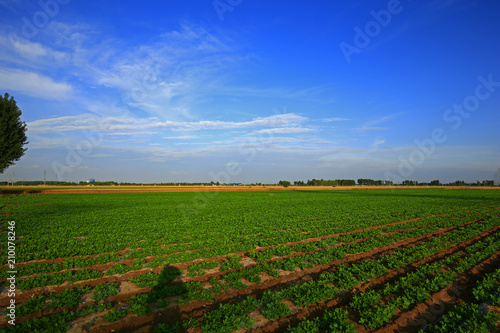 Rows of peanut fields © pdm