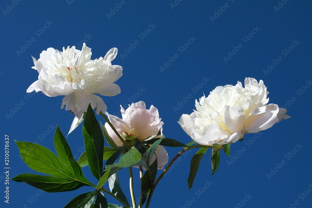 White peonies against the blue sky. White peonies against the blue sky.