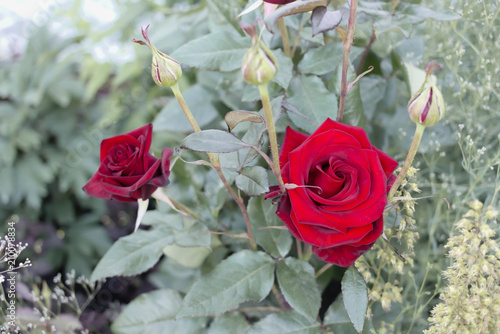 Red tea-hybrid rose.