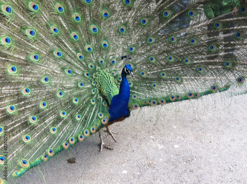 Obraz premium Peacock