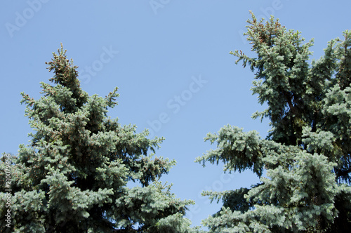green pine tree top on blue sky, copy space. nature and environment conept with nobody.