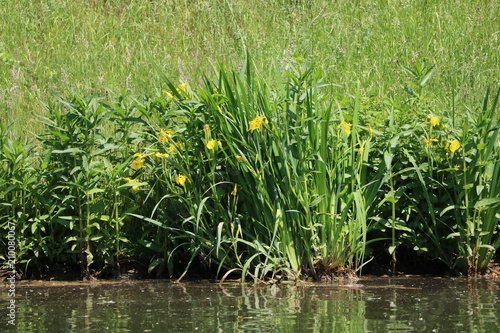 Fototapeta Naklejka Na Ścianę i Meble -  Iris pseudacorus in the river Weiße Elster in Leipzig Germany 