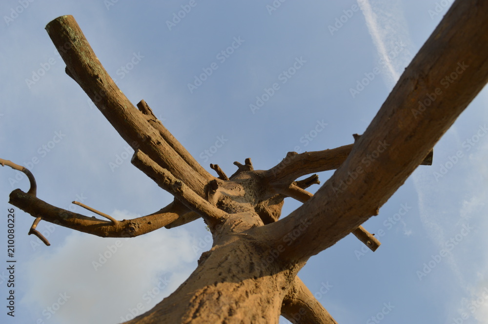 Looking Upwards at a Barren Tree