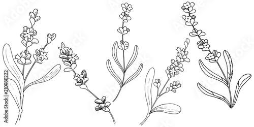 Lavender  flower in a vector style isolated. Full name of the plant: lavender. Vector flower for background, texture, wrapper pattern, frame or border.