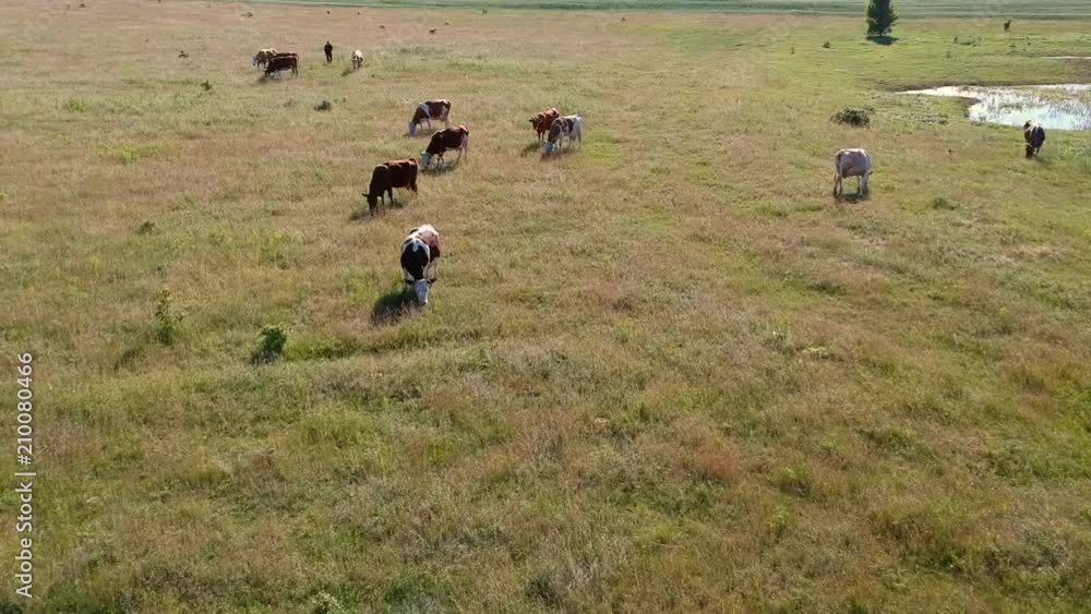 Aerial view on the field with cows near stream in summer sunlight Aerial view on the field with cows near stream in summer sunlight