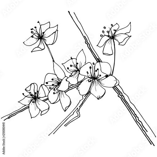 Sakura wildflower in a vector style isolated. Full name of the plant: sakura. Vector flower for background, texture, wrapper pattern, frame or border.