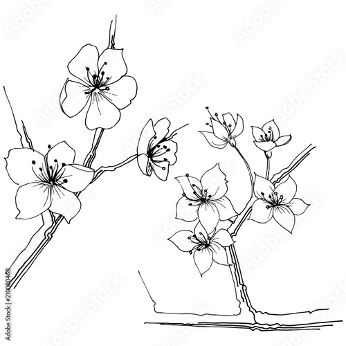 Sakura wildflower in a vector style isolated. Full name of the plant: sakura. Vector flower for background, texture, wrapper pattern, frame or border.