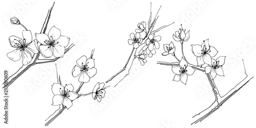 Sakura wildflower in a vector style isolated. Full name of the plant: sakura. Vector flower for background, texture, wrapper pattern, frame or border.