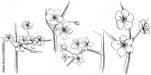 Sakura wildflower in a vector style isolated. Full name of the plant: sakura. Vector flower for background, texture, wrapper pattern, frame or border.