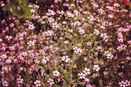 Romantic pink blossom plant field background