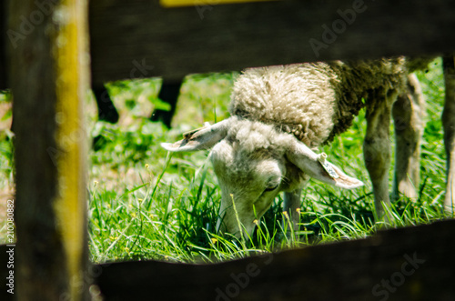 Fototapeta Naklejka Na Ścianę i Meble -  Sheep grazing at a small farm