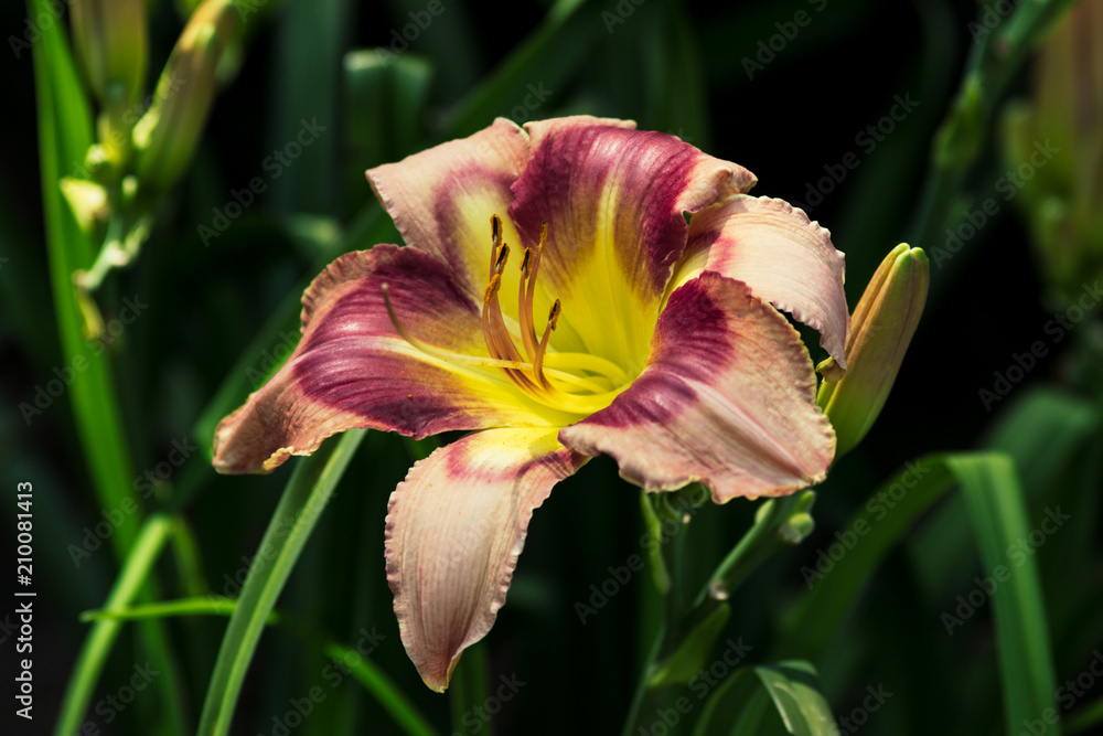 Fototapeta premium Beautiful Flowers