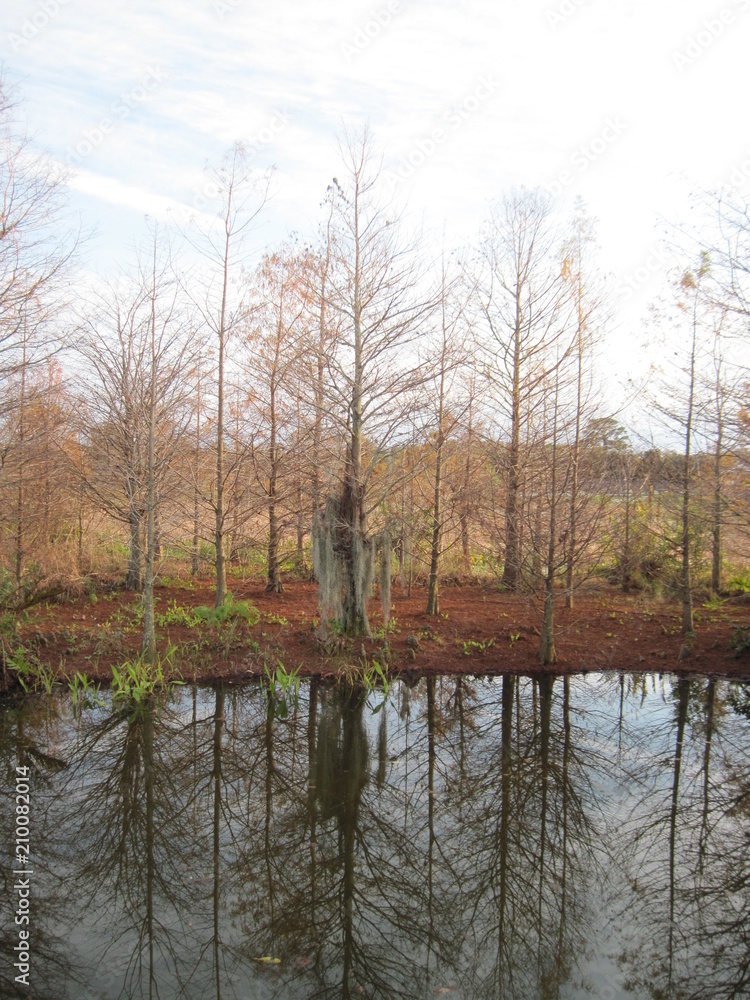 Obraz premium Tree Reflections